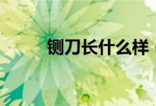 鍘刀長(zhǎng)什么樣（鍘刀長(zhǎng)什么樣子）