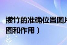 攢竹的準(zhǔn)確位置圖片怎么找（攢竹的準(zhǔn)確位置圖和作用）