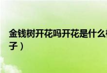 金錢樹開花嗎開花是什么樣子（金錢樹會開花嗎花是什么樣子）