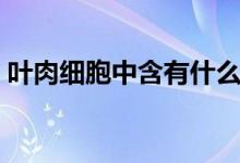 葉肉細(xì)胞中含有什么（葉肉細(xì)胞中含有什么）