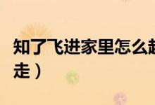 知了飛進家里怎么趕走（知了飛進家里怎么趕走）