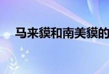 馬來(lái)貘和南美貘的區(qū)別（馬來(lái)貘的特點(diǎn)）