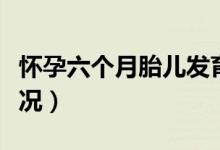 懷孕六個月胎兒發(fā)育（懷孕六個月胎兒發(fā)育情況）