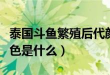 泰國斗魚繁殖后代顏色（泰國斗魚繁殖后代顏色是什么）