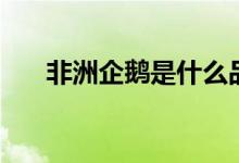 非洲企鵝是什么品種（非洲企鵝簡(jiǎn)述）