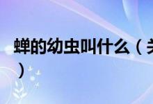 蟬的幼蟲叫什么（關(guān)于蟬的幼蟲叫什么的介紹）