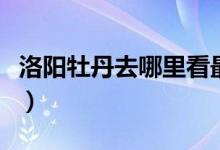 洛陽牡丹去哪里看最好（洛陽牡丹哪里可以看）