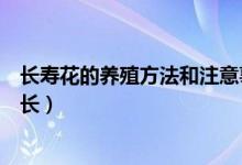 長壽花的養(yǎng)殖方法和注意事項是什么（如何讓長壽花健康成長）