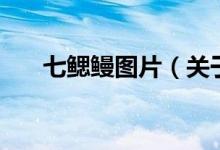 七鰓鰻圖片（關(guān)于七鰓鰻圖片的介紹）