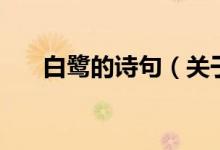 白鷺的詩句（關(guān)于白鷺的詩句的介紹）