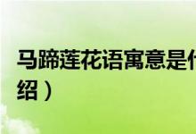 馬蹄蓮花語寓意是什么（馬蹄蓮花語的寓意介紹）
