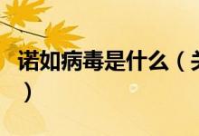 諾如病毒是什么（關于諾如病毒是什么的介紹）