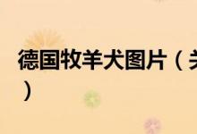德國(guó)牧羊犬圖片（關(guān)于德國(guó)牧羊犬圖片的介紹）