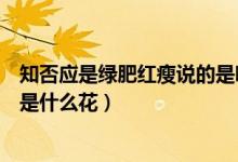 知否應(yīng)是綠肥紅瘦說的是哪種花卉（知否知否應(yīng)是綠肥紅瘦是什么花）