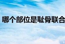 哪個(gè)部位是恥骨聯(lián)合（恥骨聯(lián)合是哪個(gè)部位）