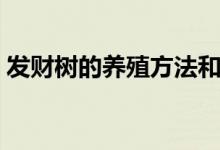 發(fā)財(cái)樹(shù)的養(yǎng)殖方法和注意事項(xiàng)（你知道多少）