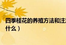 四季桂花的養(yǎng)殖方法和注意事項（如何養(yǎng)殖四季桂花要注意什么）
