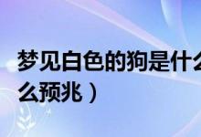 夢(mèng)見(jiàn)白色的狗是什么意思（夢(mèng)見(jiàn)白色的狗是什么預(yù)兆）