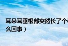 耳朵耳垂根部突然長了個(gè)硬疙瘩（耳垂根部長了個(gè)硬包是怎么回事）