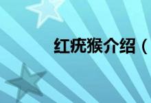 紅疣猴介紹（來(lái)看看具體介紹）