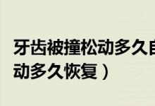 牙齒被撞松動(dòng)多久自愈能喝酒嗎（牙齒被撞松動(dòng)多久恢復(fù)）