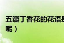 五瓣丁香花的花語是什么（來自什么樣的故事呢）