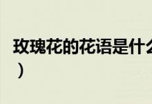 玫瑰花的花語(yǔ)是什么意思（玫瑰花有什么寓意）