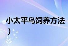 小太平鳥(niǎo)飼養(yǎng)方法（原來(lái)之前的飼養(yǎng)方法不對(duì)）