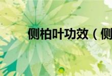 側柏葉功效（側柏葉的功效是什么）