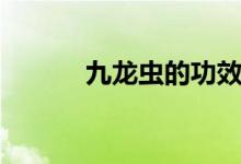 九龍蟲的功效（九龍蟲的功效）