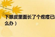 下眼皮里面長(zhǎng)了個(gè)疙瘩已經(jīng)半年（下眼皮里面長(zhǎng)了個(gè)疙瘩怎么辦）