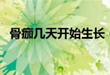 骨痂幾天開始生長（骨痂一天能生長多少）