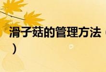 滑子菇的管理方法（滑子菇高產(chǎn)栽培技術(shù)分享）