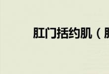 肛門括約?。ǜ亻T括約肌在哪里）