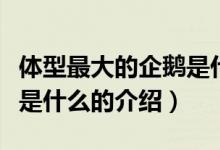 體型最大的企鵝是什么（關(guān)于體型最大的企鵝是什么的介紹）