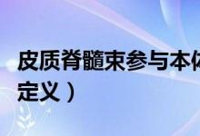 皮質脊髓束參與本體感覺傳導嗎（皮質脊髓束定義）