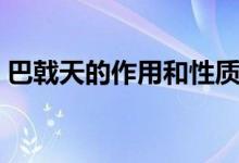 巴戟天的作用和性質（巴戟天的作用與功效）