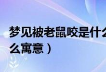 夢(mèng)見被老鼠咬是什么意思(夢(mèng)見被老鼠咬是什么寓意)
