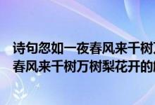 詩句忽如一夜春風來千樹萬樹梨花開的意思（詩句忽如一夜春風來千樹萬樹梨花開的解釋）
