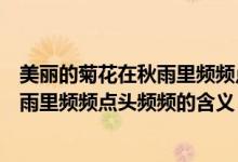美麗的菊花在秋雨里頻頻點頭頻頻的意思（美麗的菊花在秋雨里頻頻點頭頻頻的含義）