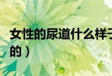 女性的尿道什么樣子的（女人的尿道是什么樣的）