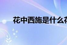 花中西施是什么花名（花中西施介紹）
