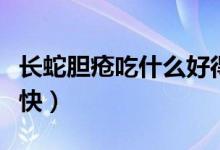 長蛇膽瘡吃什么好得快（蛇膽瘡吃什么藥好得快）