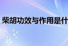 柴胡功效與作用是什么（柴胡對(duì)人體的好處）