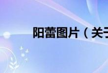 陽(yáng)蕾圖片（關(guān)于陽(yáng)蕾圖片的介紹）