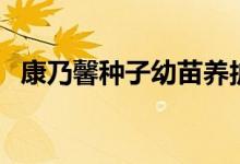 康乃馨種子幼苗養(yǎng)護（康乃馨種子怎么養(yǎng)）