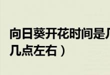 向日葵開花時(shí)間是幾點(diǎn)鐘（向日葵開花時(shí)間是幾點(diǎn)左右）