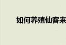 如何養(yǎng)殖仙客來(lái)(如何養(yǎng)殖富貴竹)