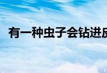 有一種蟲子會鉆進(jìn)皮膚（yy注冊賬號網(wǎng)站）