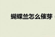 蝴蝶蘭怎么催芽（蝴蝶蘭怎么養(yǎng)澆水）